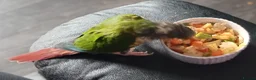 Conures birds for sale: Hand tamed conure and cage for sale in Glasgow - Advert 18