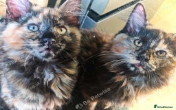 Maine Coon cats for sale: Adorable Maine Coon x Ragdoll Kittens - Image 5