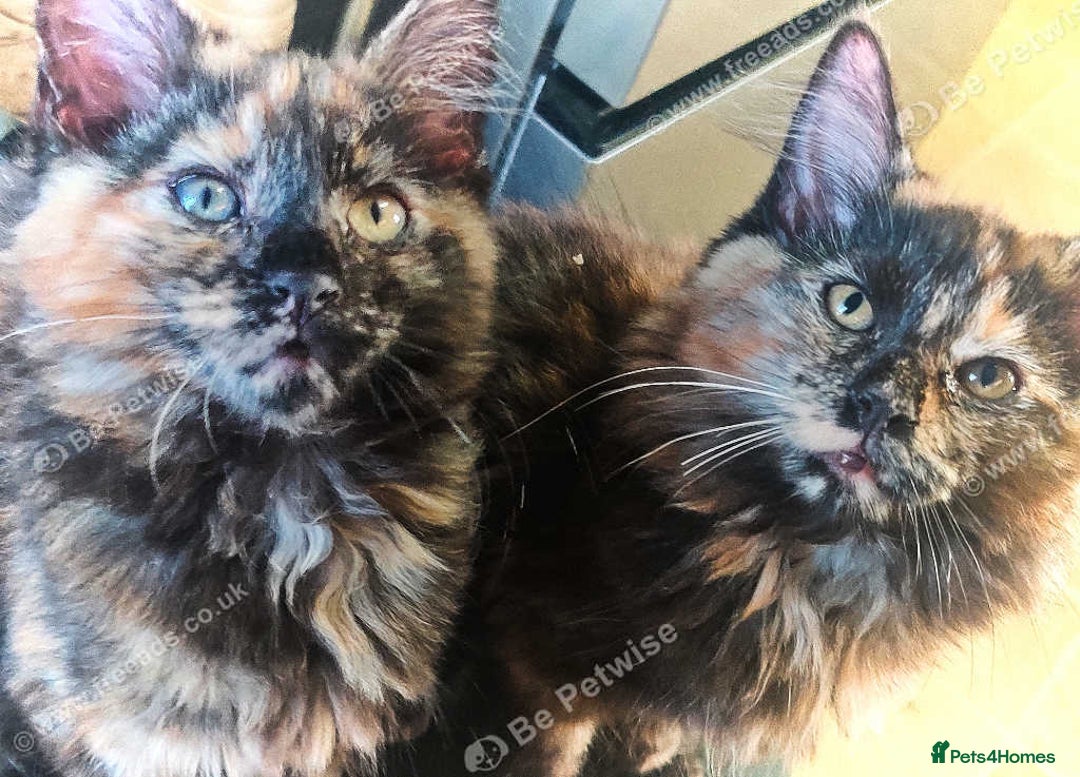 Maine Coon cats for sale: Adorable Maine Coon x Ragdoll Kittens - Image 5