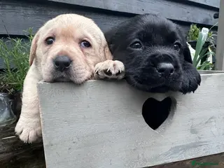 Labrador Retriever dogs Labrador Ready 23 February - Advert 18