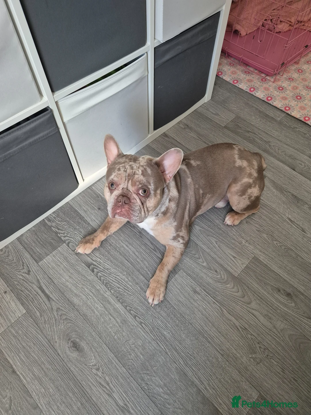 French Bulldog dogs for sale: Rehoming Isabella merle french bulldog  in Sidcup - Advert 2