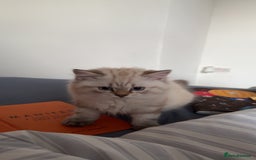 British Longhair cats for sale: British long hair  - Image 13