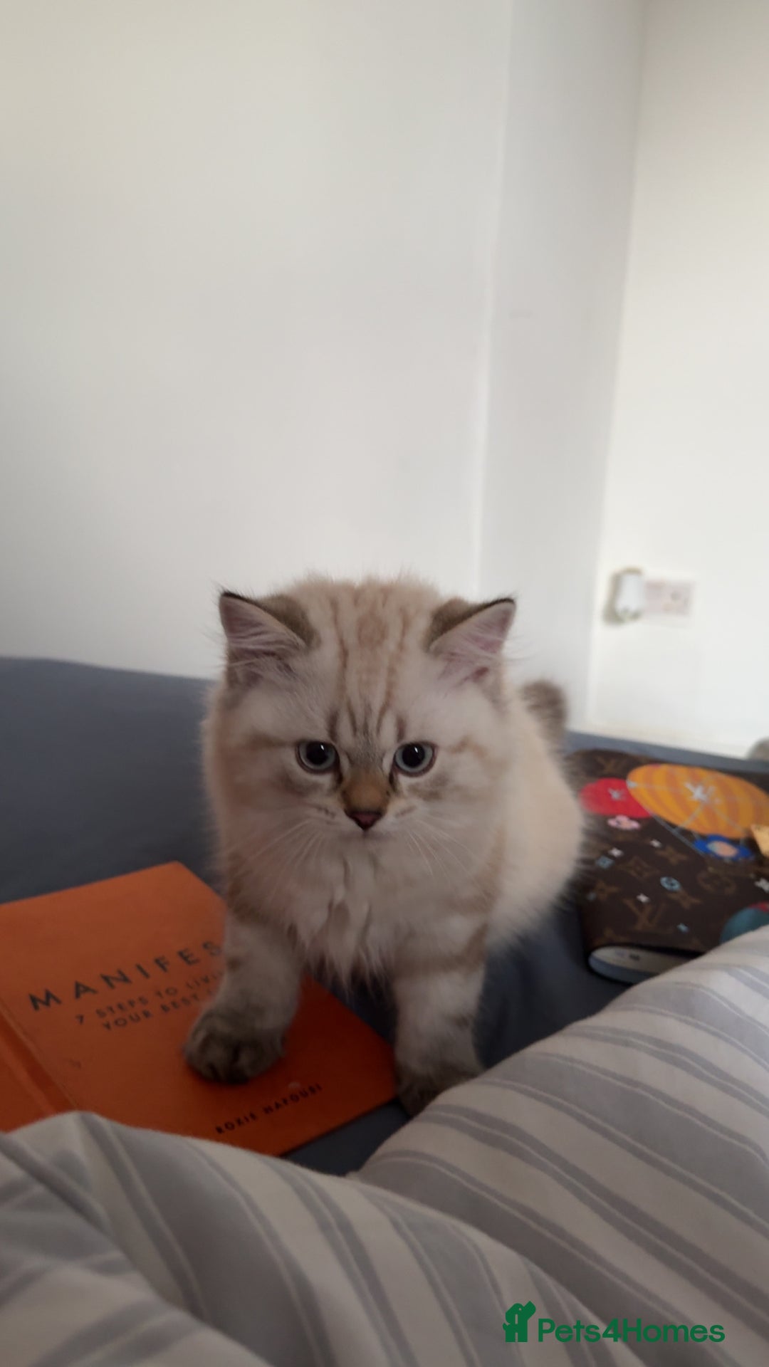 British Longhair cats for sale: British long hair  - Image 13