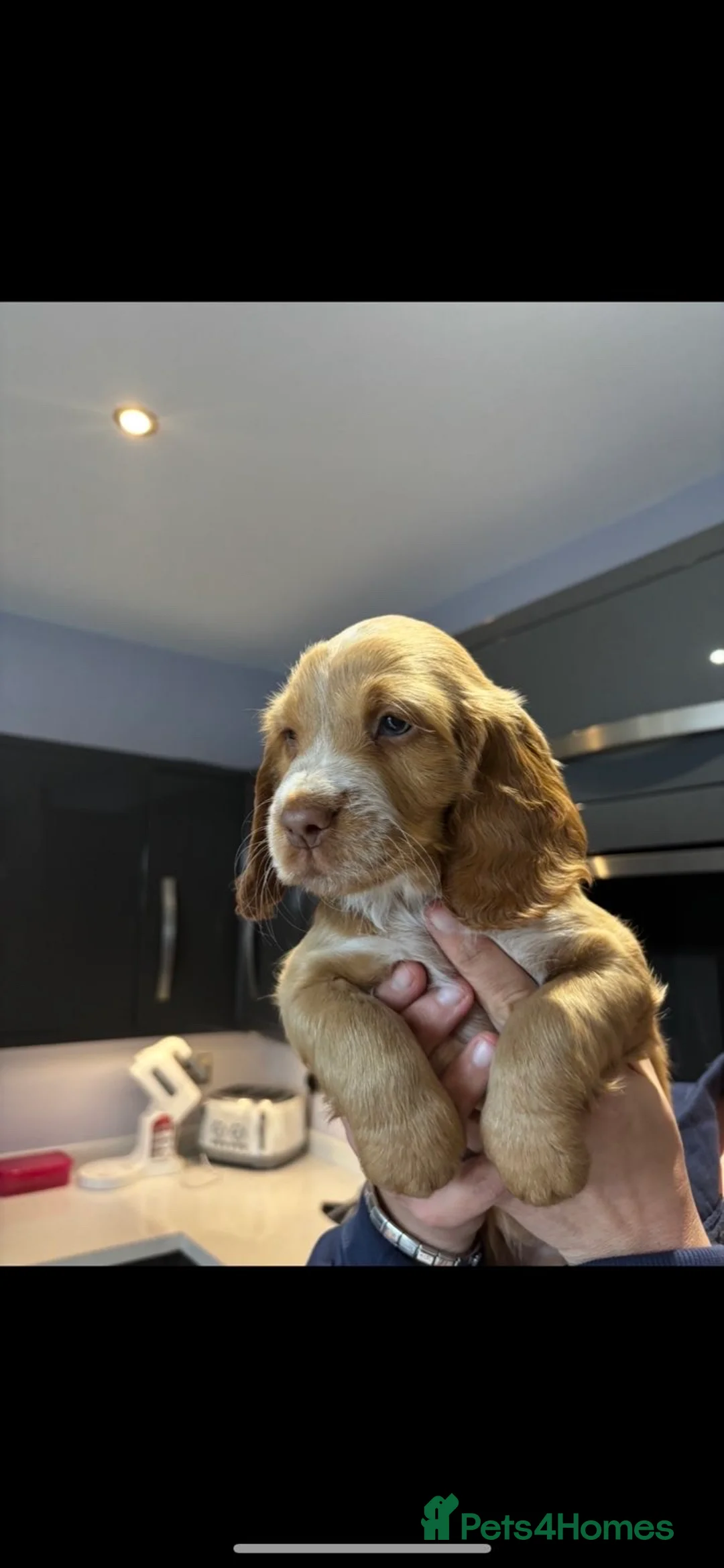 Cocker Spaniel dogs for sale: Cocker spaniel puppies  - Advert 7