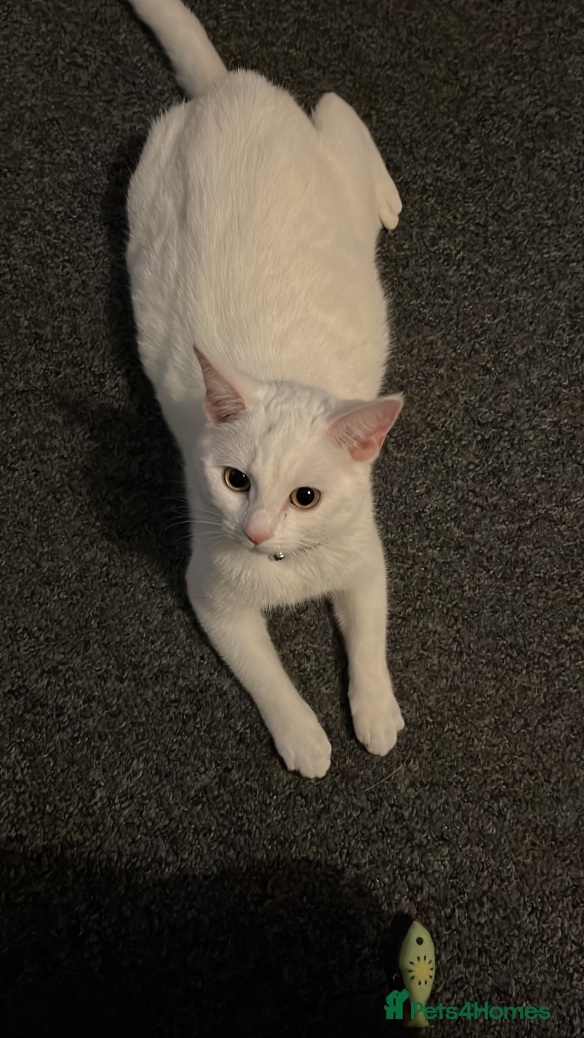 Mixed Breed cats White kittens - Advert 12
