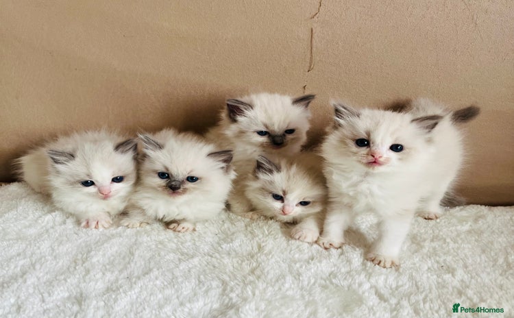 Ragdoll cats - Advert 1