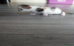 Siberian cats for sale: Georgeous Siberian (mix) kittens - Image 8