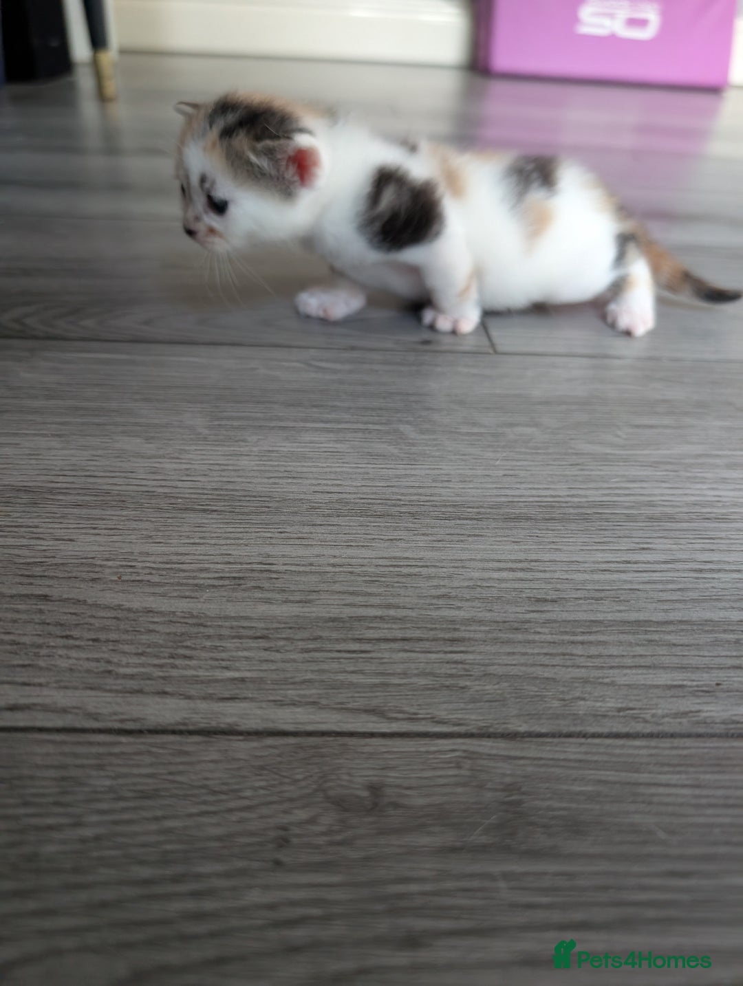 Siberian cats for sale: Georgeous Siberian (mix) kittens - Image 8