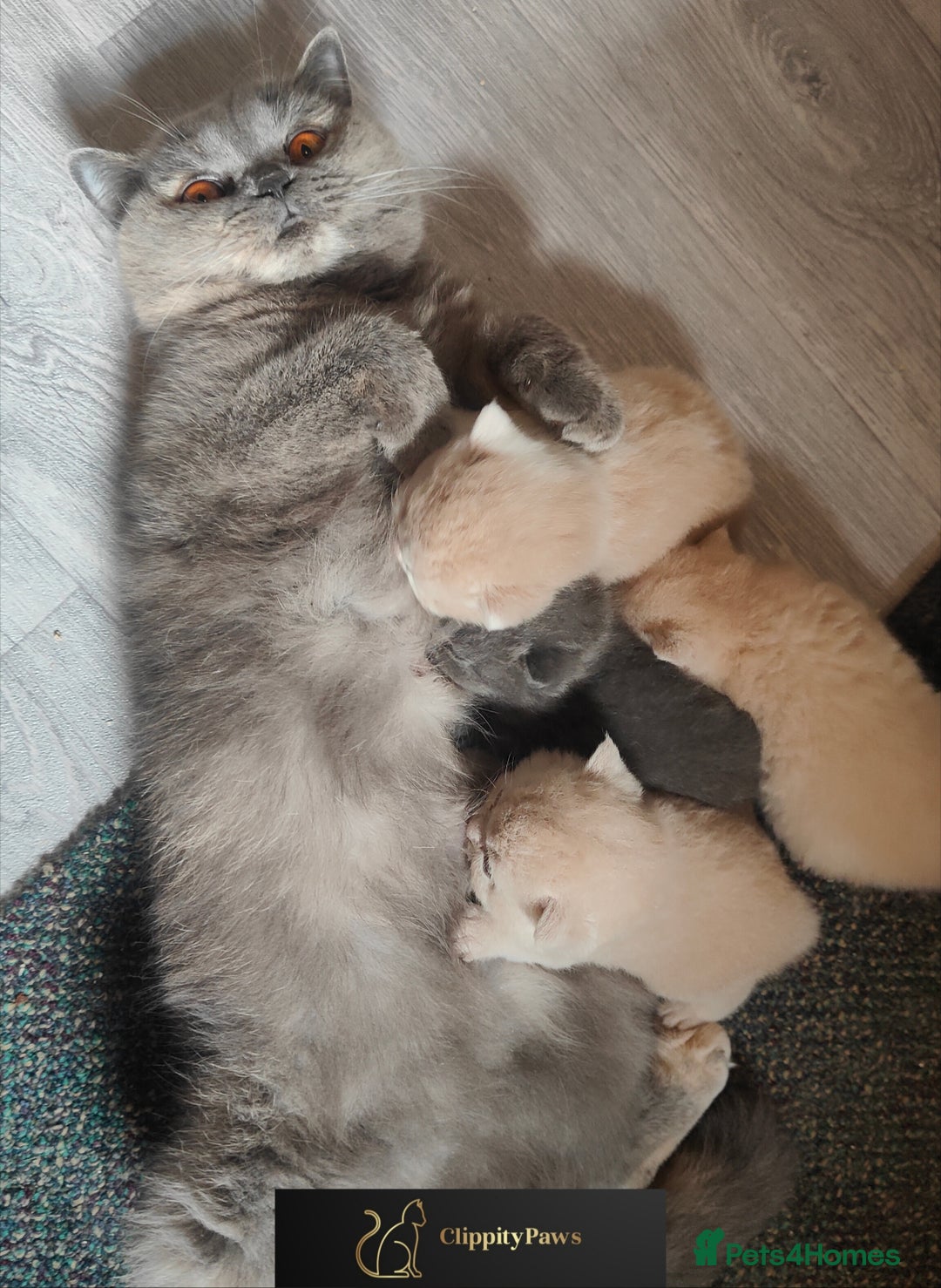 British Shorthair cats for sale: GCCF Registered chunky British Shorthair Kittens - Image 11