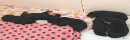 Rottweiler dogs for sale: Beautiful KC Rottweiler puppies. 2 boys, 4 girls in Brierley Hill - Advert 4