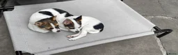 Mixed Breed dogs for sale: 3 Small Mixed breed puppies  in Manchester - Advert 18