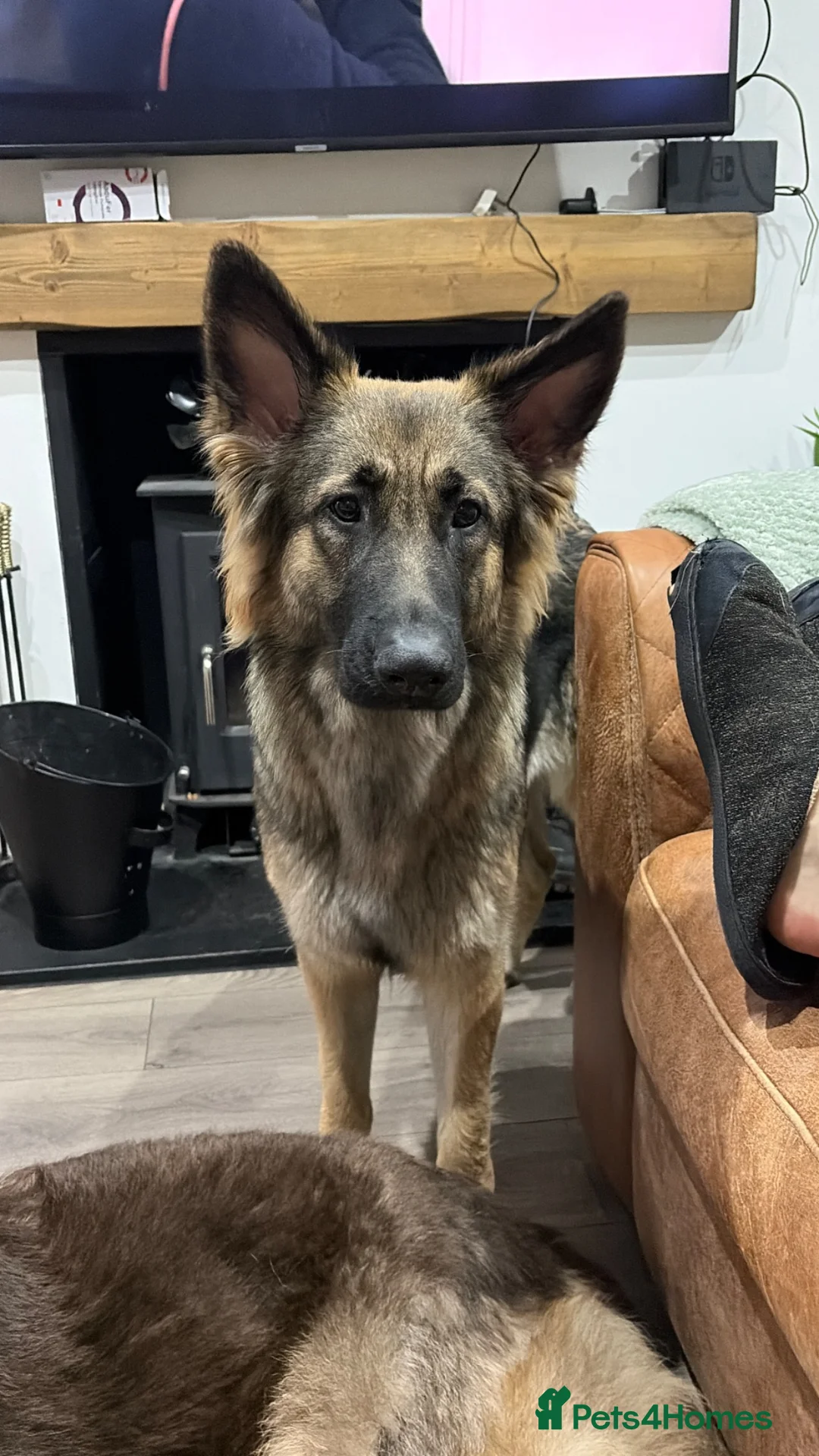 German Shepherd dogs for sale: Looking for her forever home  - Advert 1