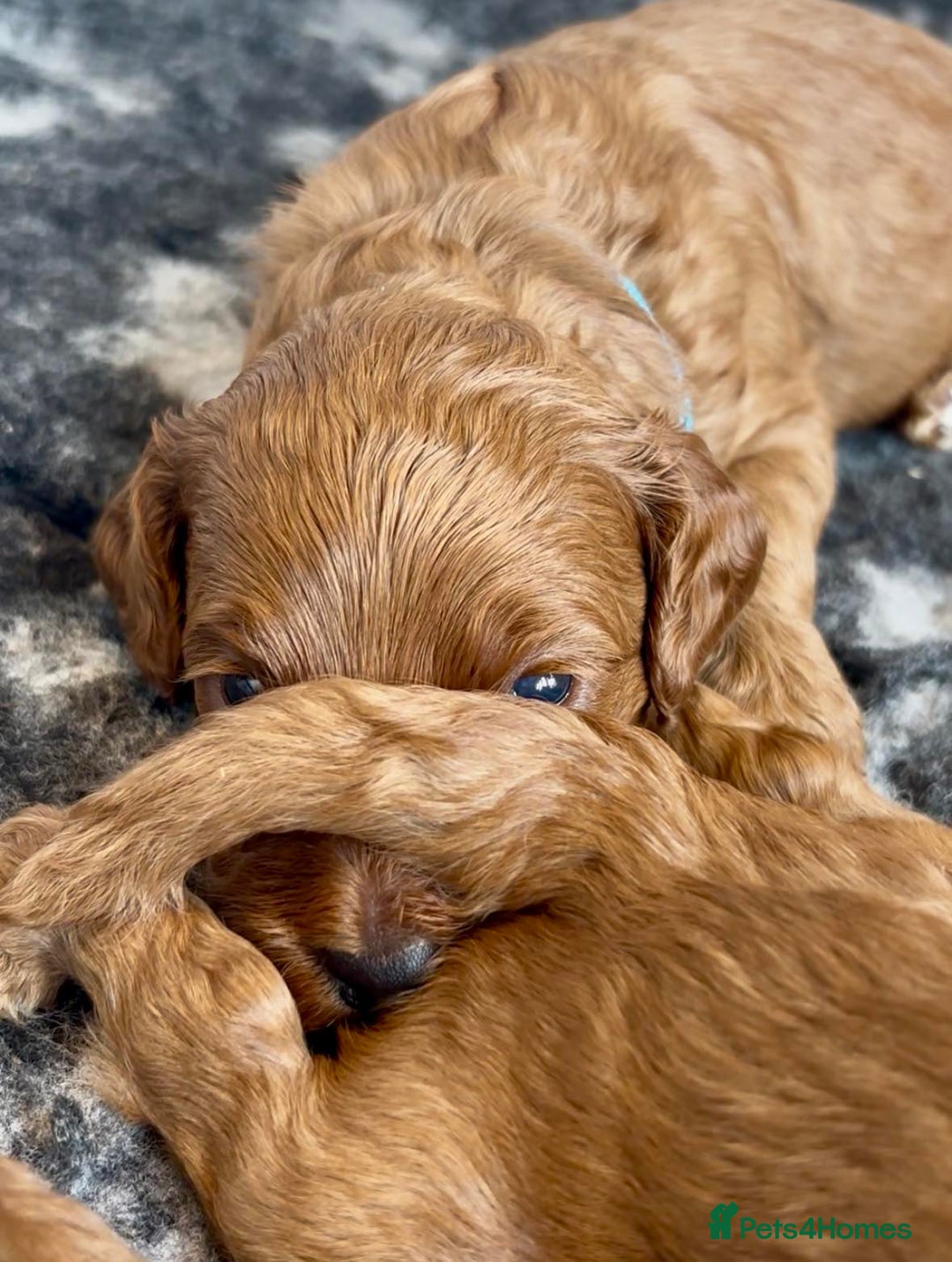 Cockapoo dogs for sale: Stunning Fox Red F1B Cockapoos Outstanding Quality - Image 5