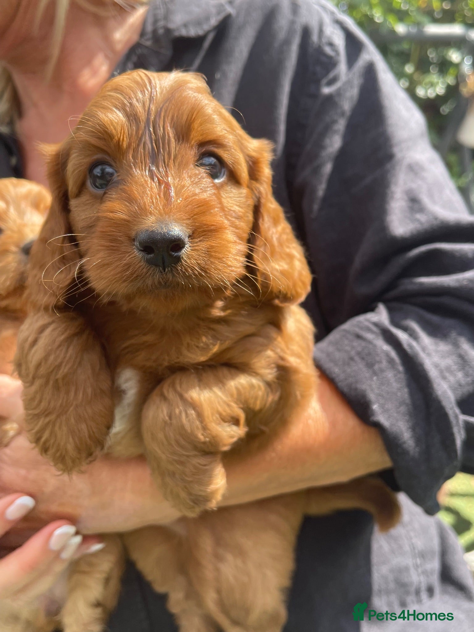 Cockapoo dogs F1 cockapoo puppies  - Advert 17