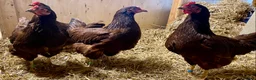 Chickens poultry for sale: Rhode Island Red - Advert 5