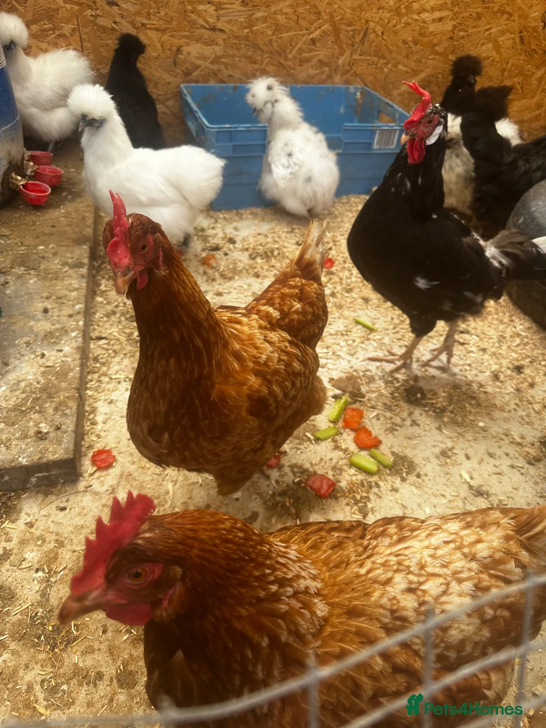 Chickens poultry for sale: Laying hens - Advert 2