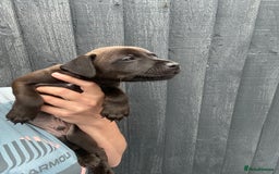 Patterdale Terrier dogs for sale: Patterdale pups  - Image 11