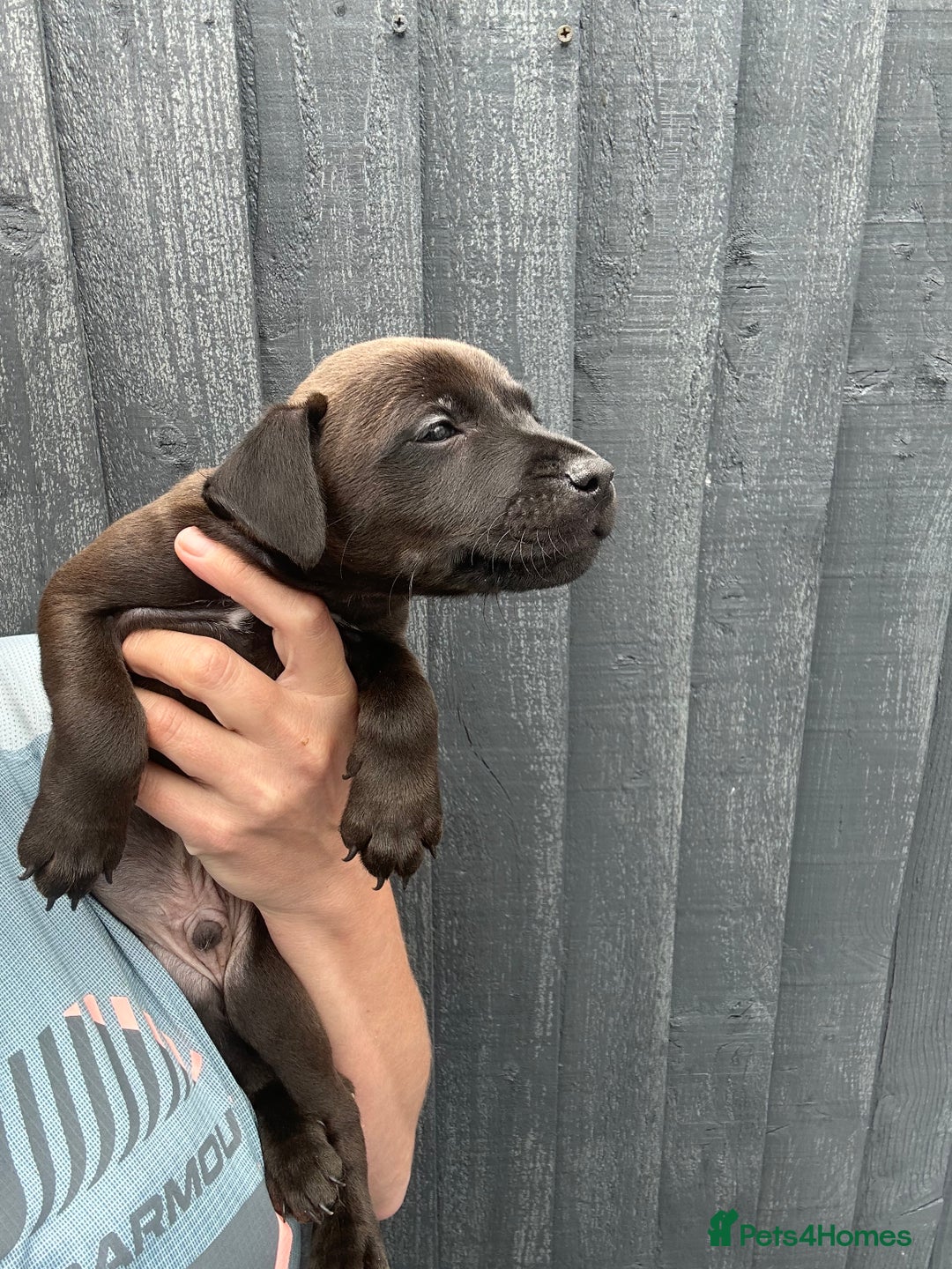 Patterdale Terrier dogs for sale: Patterdale pups  - Image 11