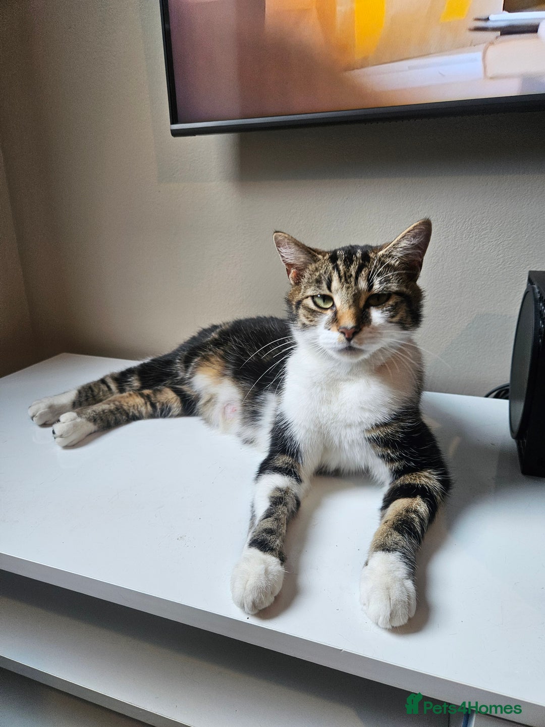 Mixed Breed cats for sale: 🐾 6 Adorable Kittens Looking for Loving Homes!  - Image 12