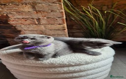 Scottish Fold cats for sale: Adorable Scottish Fold and Straight Kittens  - Image 24