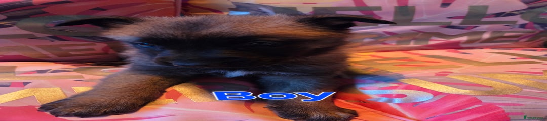 Belgian Shepherd Dog Puppy 2