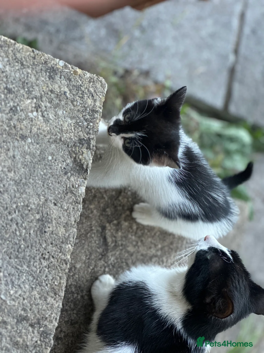Mixed Breed cats for sale: Two kittens  in Bristol - Advert 7