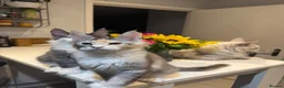 Maine Coon cats for sale: Polydactyl Maine Coon kittens - Advert 13