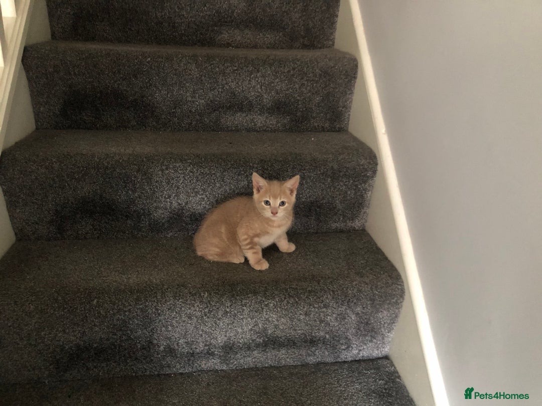 Mixed Breed cats for sale: 4 affectionate, playful kittens for sale. - Advert 1