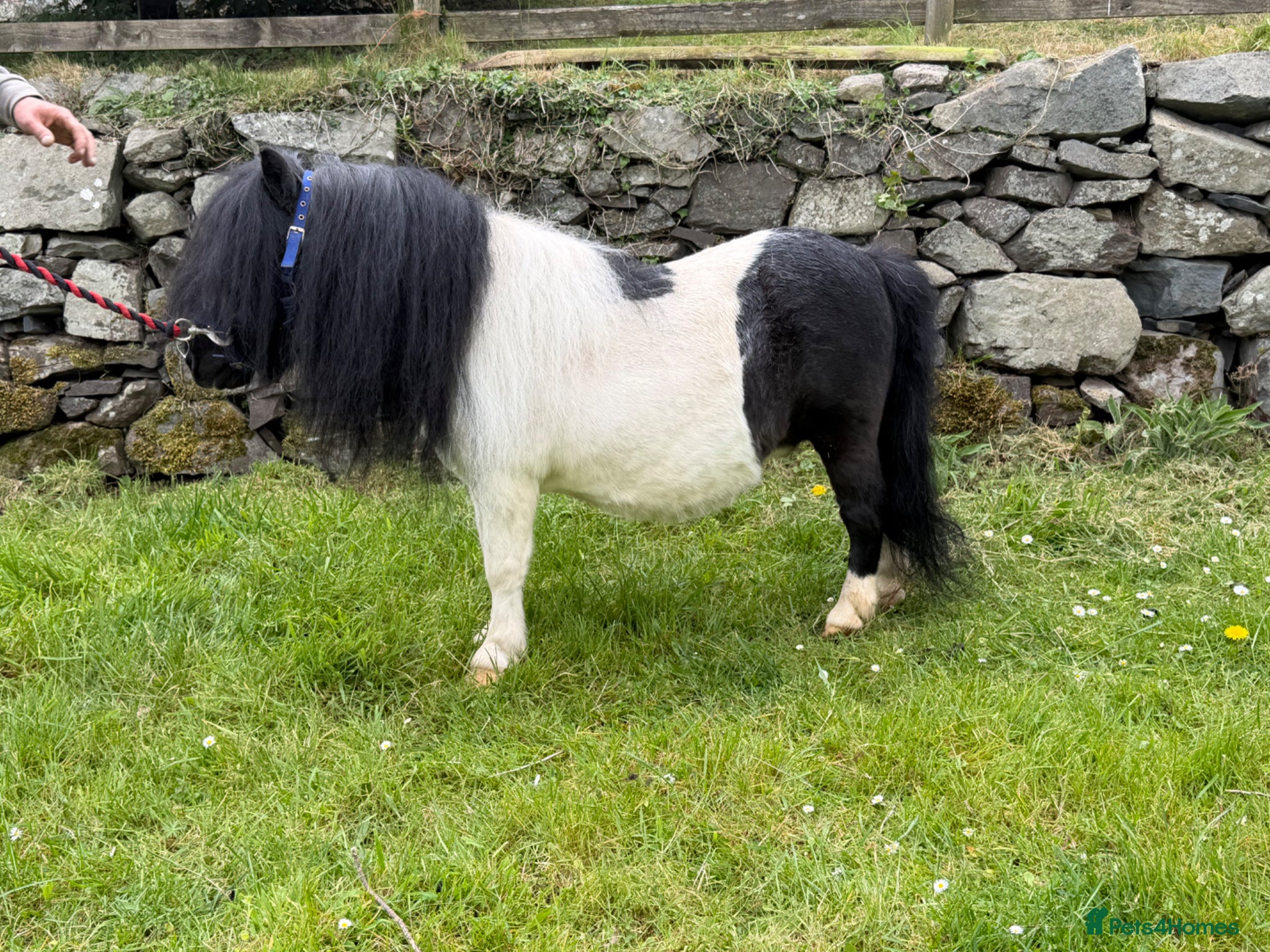Shetland pony horses SPSBS registered stallion  - Advert 1