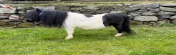 Shetland pony horses for sale: SPSBS registered stallion  - Advert 1