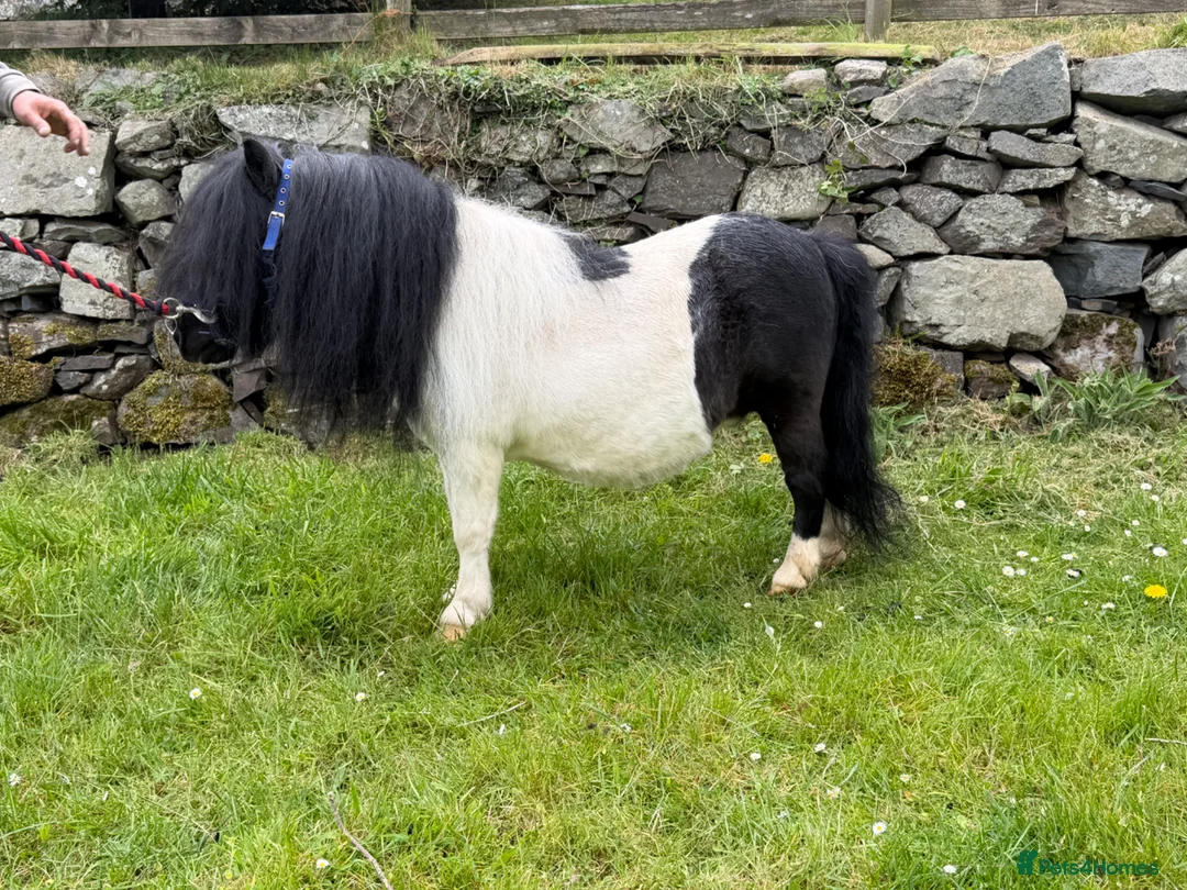 Shetland pony horses for sale: SPSBS registered stallion  - Advert 1