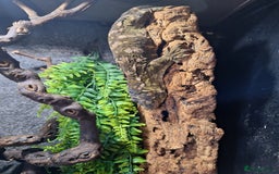 Gecko reptiles for sale: Leachianus Gecko Female - Image 2