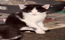 Mixed Breed cats for sale: Mixed kittens  - Image 31