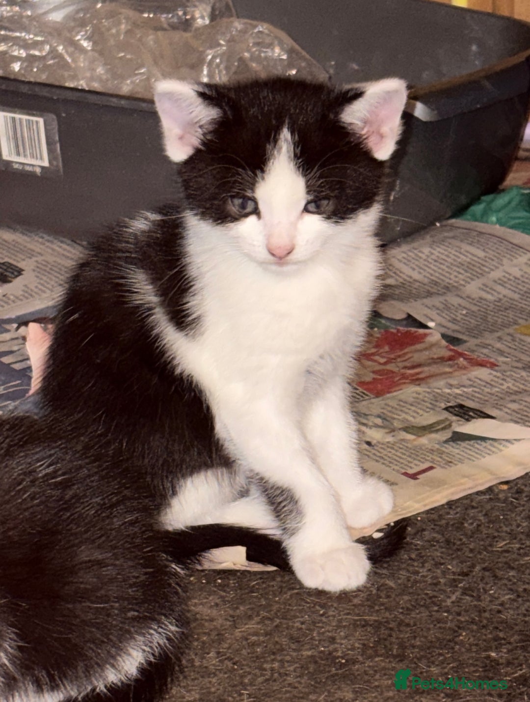 Mixed Breed cats for sale: Mixed kittens  - Image 31