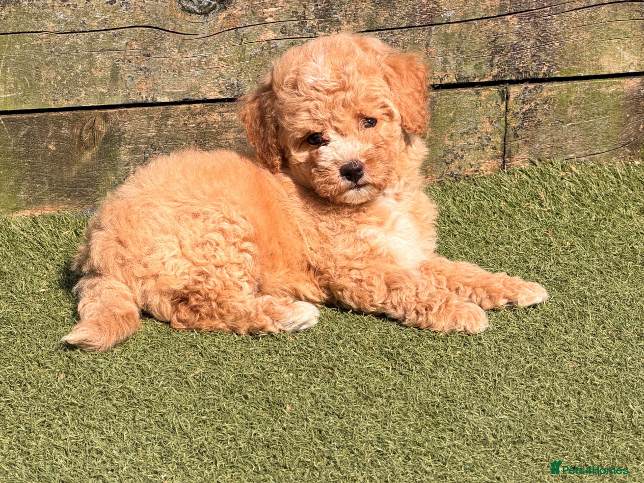 Poochon dogs 🌸 Poochon Girls Available Now 🌸 - Advert 1