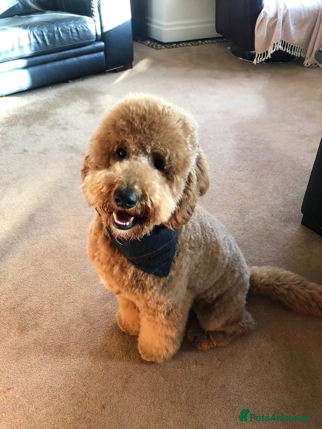 Goldendoodle dogs for sale: Waffles the Golden Doodle - Advert 1