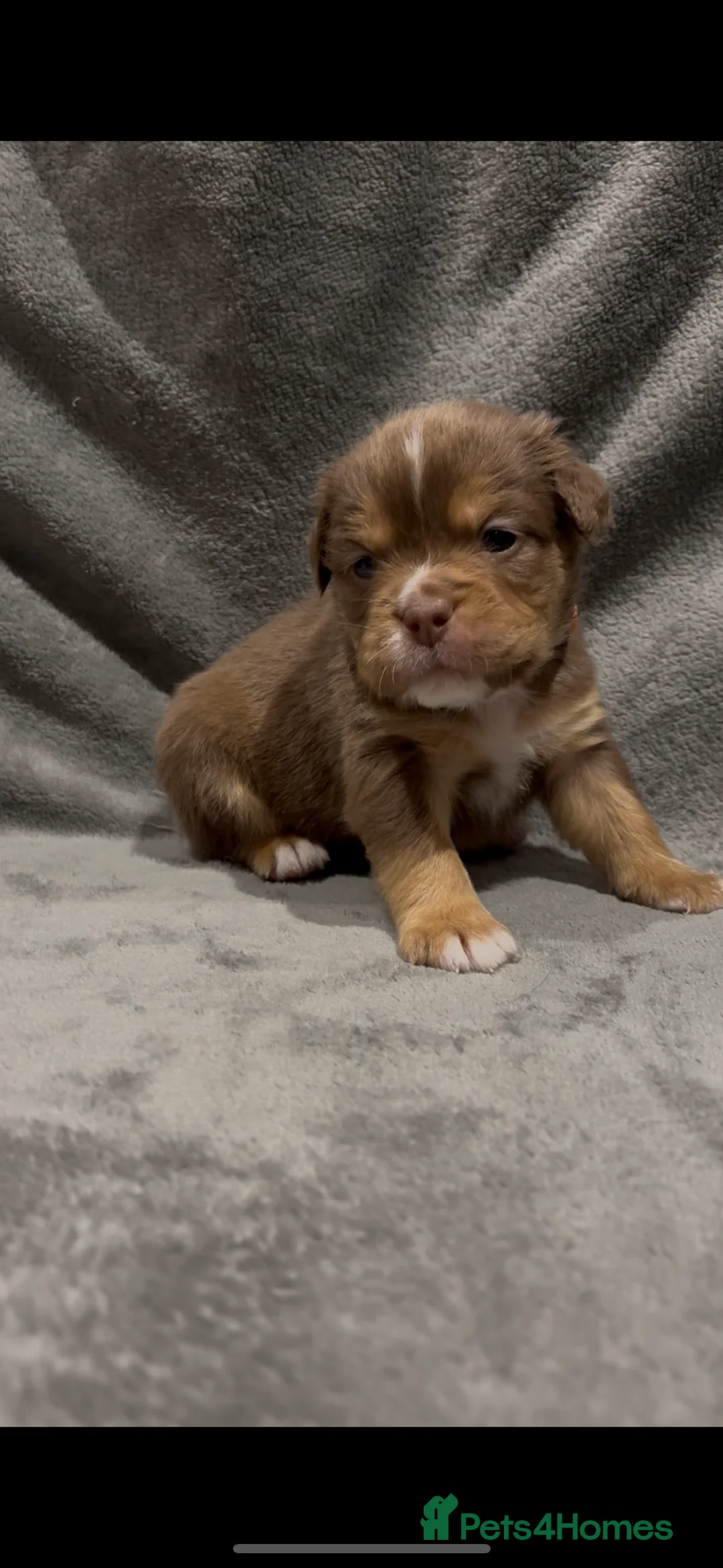 Olde English Bulldogge dogs for sale: Olde english ‘mammut’ bulldog  - Advert 3