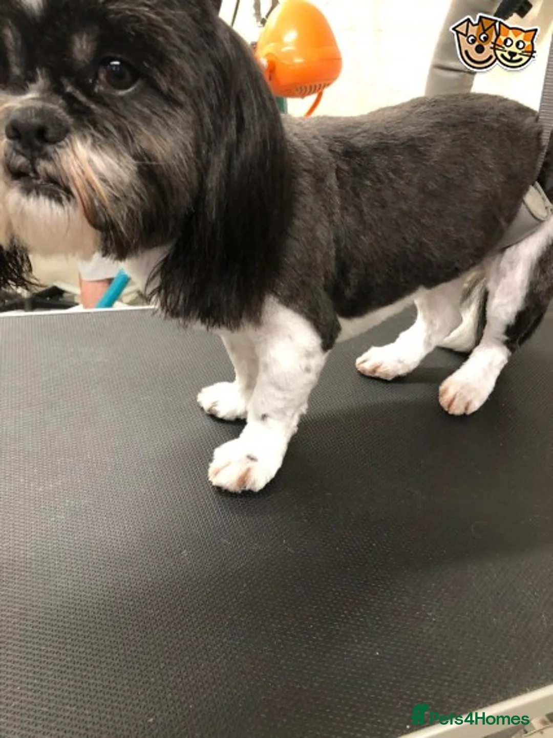 Shih Tzu dogs for stud: Memphis Shihtzu Stud + Free Scan in Ely - Advert 4
