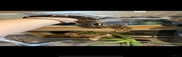 Boa Snake reptiles for sale: BCI male - Advert 3