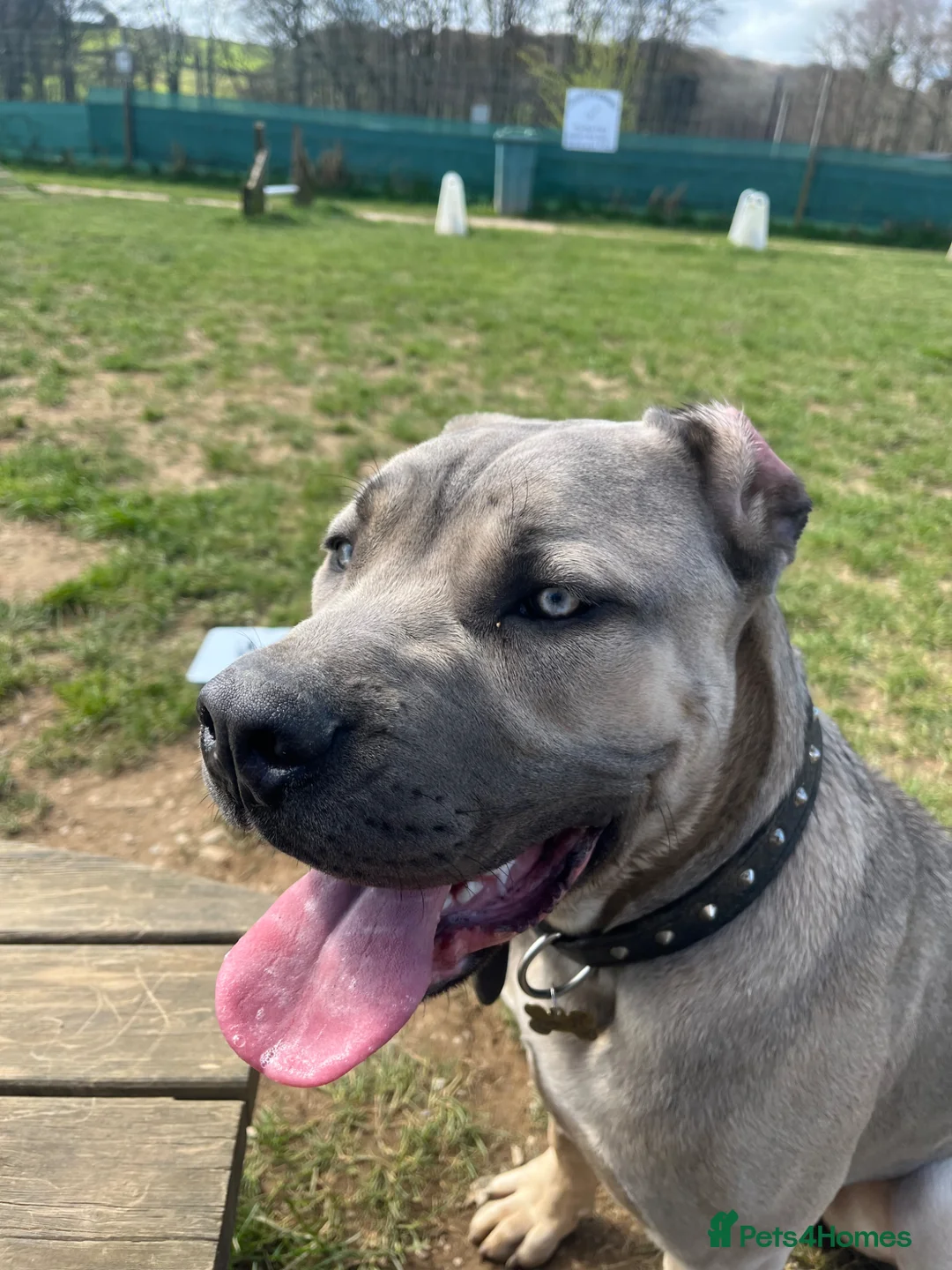 Cane Corso dogs for sale: 9 month old Cane Corso in Launceston - Advert 8