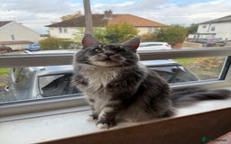 Maine Coon cats for sale: GCCF Pedigree Russian line Maine Coon - Advert 21
