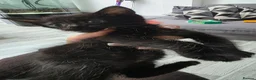 Domestic Shorthair cats for sale: Beautiful kitten for sale - Advert 3