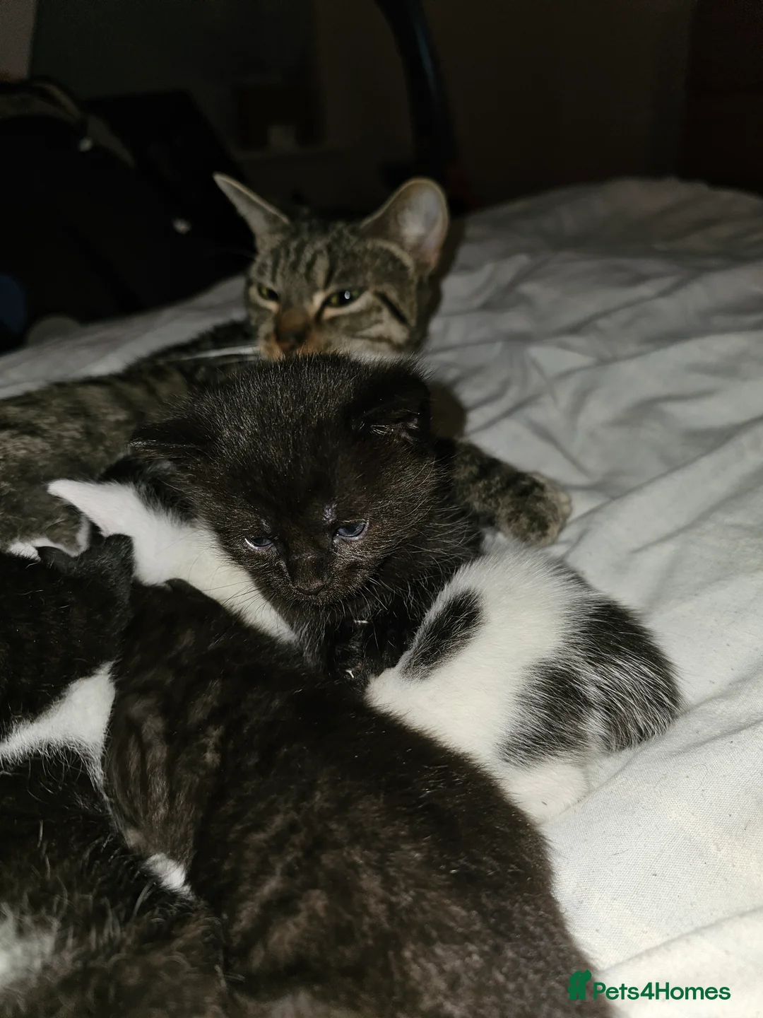 Domestic Shorthair cats for sale: male domestic shorthair kittens - Advert 1