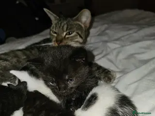 Domestic Shorthair cats male domestic shorthair kittens - Advert 14