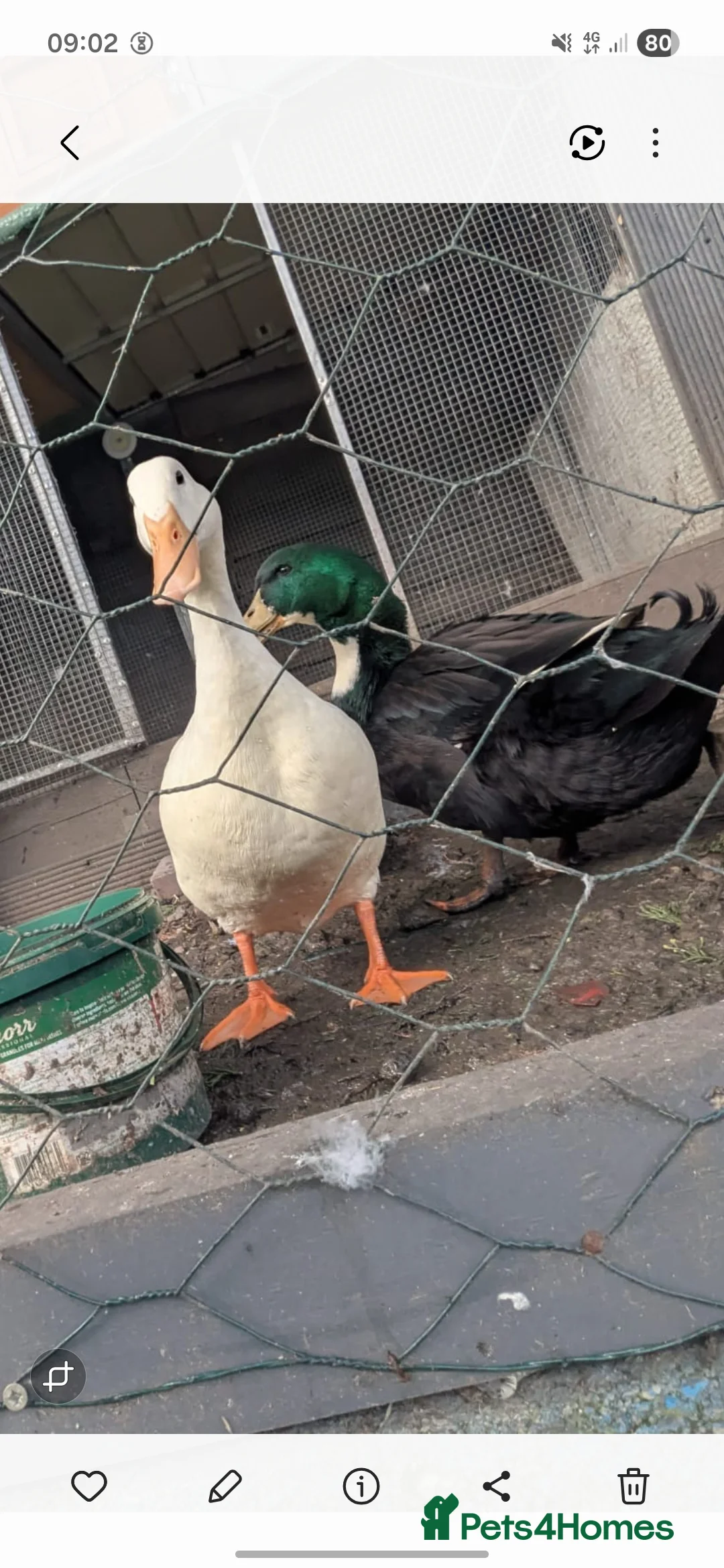 Ducks poultry for sale: Breeding pair  - Advert 1