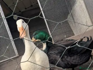 Ducks poultry Breeding pair - Advert 4