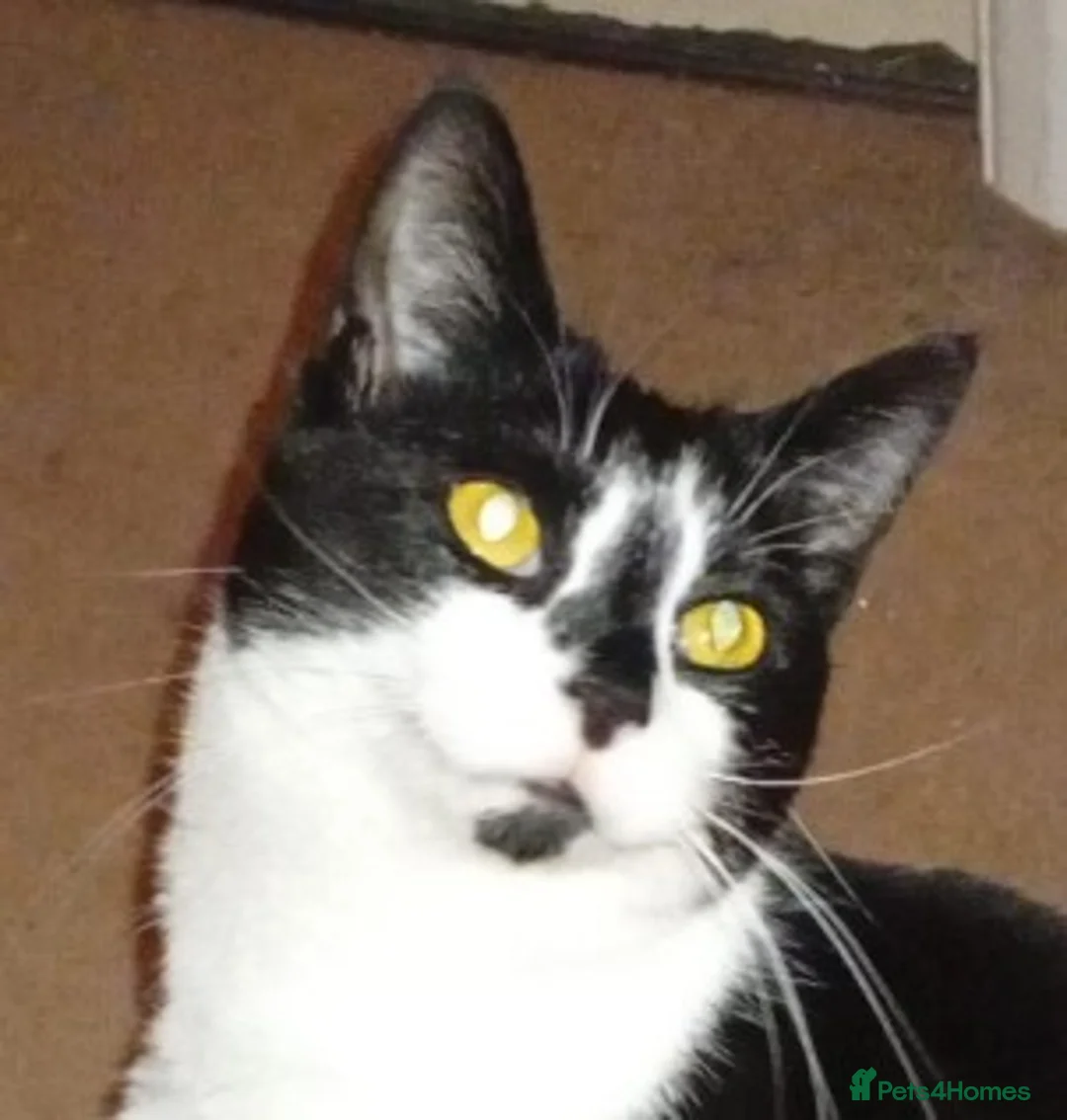 Mixed Breed cats for adoption: Little lady rescue cat waiting 6 months so far - Advert 2