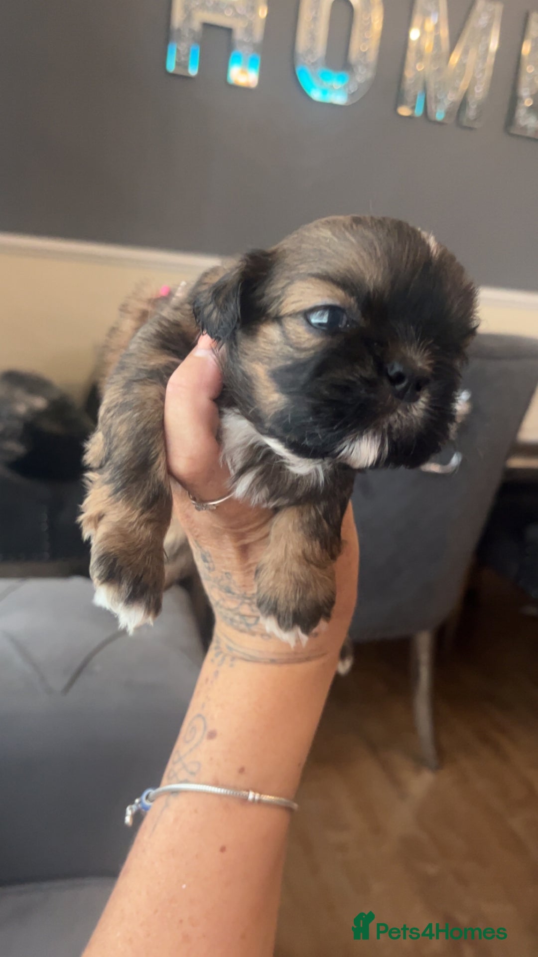 Shih Tzu dogs for sale: Cream and chocolate imperial shih tzu pups - Image 18