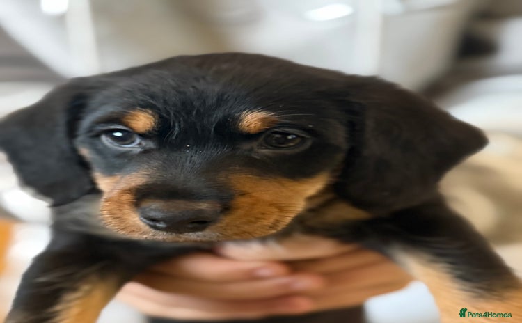 Mixed Breed dogs - Advert 10