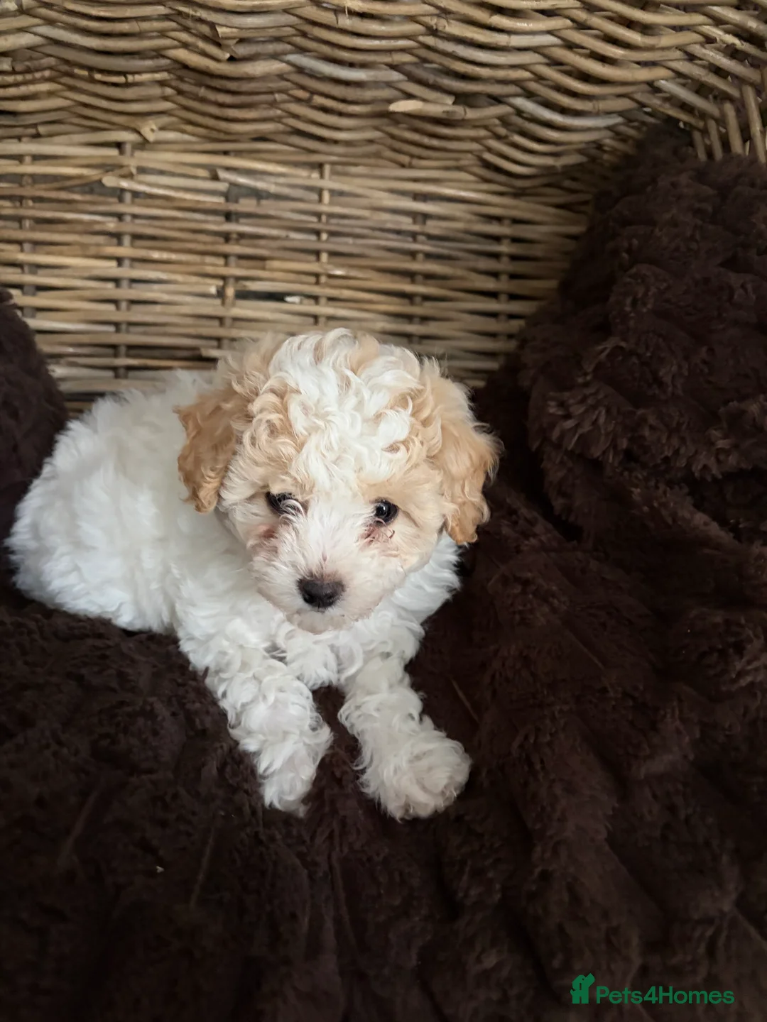Poochon dogs for sale: Poochon for sale - Advert 5